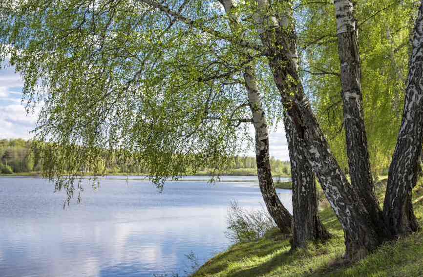 Картина на холсте Березы и озеро, арт hd1644001